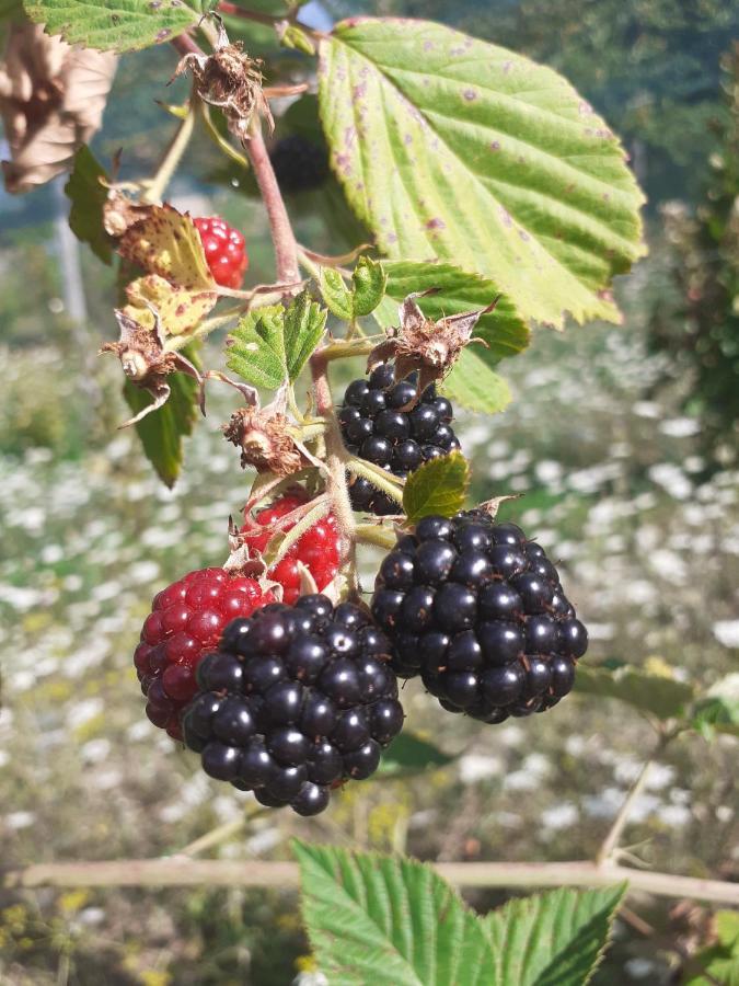Ca Gennara Agri B&B Porretta Terme Exteriér fotografie
